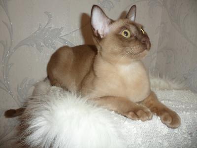 Продам котенка Бурма - Беларусь, Минск. Цена 6000000 рублей