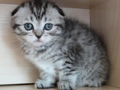 Продам котенка Скотиш фолд - Украина, Киев. Цена 3500 гривен