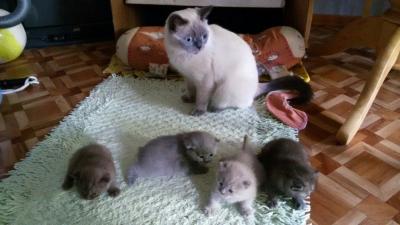 Продам котенка Британская кошка - Россия, Пенза. Цена 3000 рублей