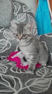 Продам котенка Британская кошка - Беларусь, Витебск. Цена 500 000 рублей