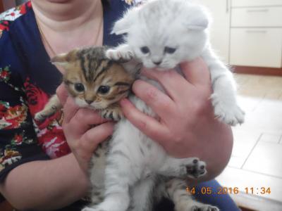 Продам котенка Британская кошка - Россия, Краснодар. Цена 5500 рублей