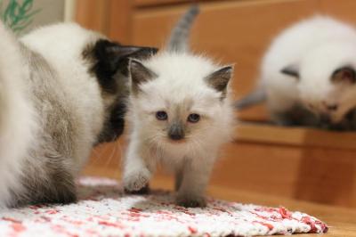 Продам котенка Балинезийская кошка - Украина, Киев. Цена 550 гривен