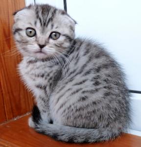 Продам котенка Шотландская вислоухая - Украина, Киев. Цена 3500 гривен