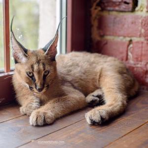 Продам котенка Бенгальская кошка, Каракал - Украина, Киев. Цена 230 000 гривен
