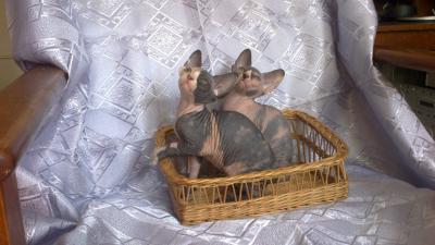 Продам котенка Канадский сфинкс - Россия, Санкт-Петербург. Цена 16000 рублей