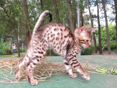Продам котенка Бенгальская кошка - Россия, Москва. Цена 1800000 рублей