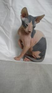 Продам котенка Донской сфинкс - Украина, Днепропетровск. Цена 1500 гривен