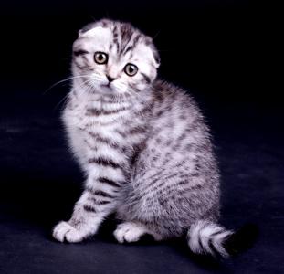 Продам котенка Скотиш фолд - Украина, Киев. Цена 6600 гривен