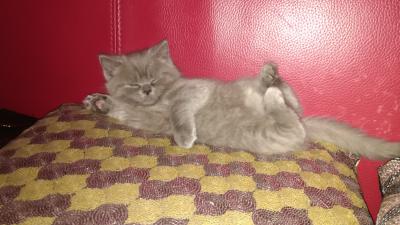 Продам котенка Британская кошка - Украина, Киев. Цена 2000 гривен