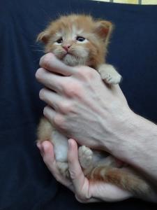 Продам котенка Мейн-кун - Украина, Днепропетровск. Цена 8000 гривен