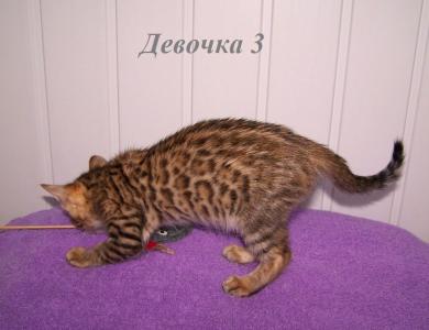 Продам котенка Бенгальская кошка - Украина, Кривой Рог. Цена 7000 гривен