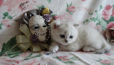 Продам котенка Британская кошка - Россия, Омск. Котята из питомника Fairy Tail - Россия, Омск