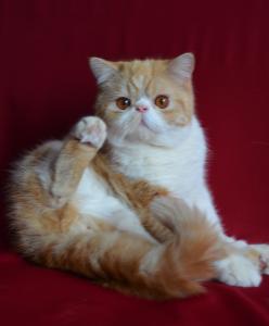 Продам котенка Экзотическая кошка - Россия, Орёл, Орел. Котята из питомника 