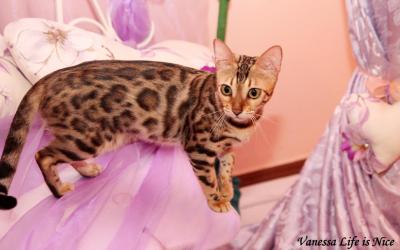 Продам котенка Бенгальская кошка - Украина, Винница. Цена 2000 гривен