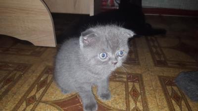 Продам котенка Шотландская вислоухая - Украина, Днепропетровск. Цена 400 гривен