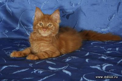 Продам котенка Мейн-кун - Россия, Симферополь. Цена 15000 рублей