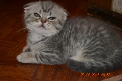 Продам котенка Скотиш фолд - Украина, Киев. Цена 1600 гривен