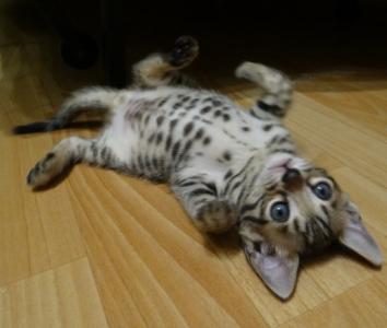 Продам котенка Бенгальская кошка - Россия, Краснодар. Цена 15000 рублей