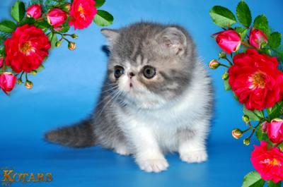 Продам котенка Экзотическая кошка - Украина, Северодонецк. Цена 500 долларов