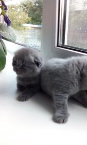 Продам котенка Британская кошка - Россия, Барнаул. Цена 2000 рублей
