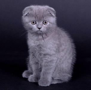 Продам котенка Шотландская вислоухая - Украина, Киев. Цена 2300 гривен