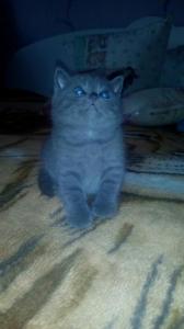 Продам котенка Британская кошка - Украина, Николаев. Цена 500 гривен
