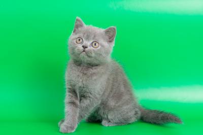 Продам котенка Скотиш страйт - Украина, Запорожье. Цена 800 гривен