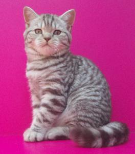 Продам котенка Британская кошка - Украина, Днепропетровск. Цена 200 долларов. Котята из питомника UA*Busyabri - Украина, Днепропетровск