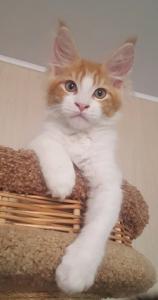 Продам котенка Мейн-кун - Россия, Ангарск. Цена 20000 рублей