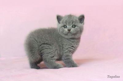 Продам котенка Британская кошка - Россия, Ярославль