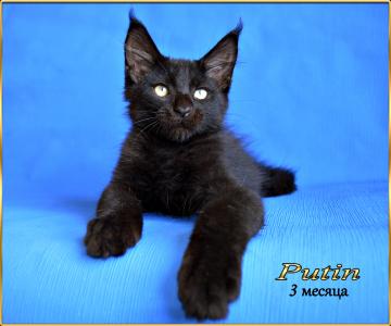 Продам котенка Мейн-кун - Россия, Москва. Цена 40000 рублей