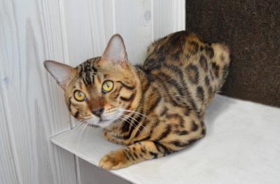 Ищу кошку для вязки Бенгальская кошка - Беларусь, Могилев. Цена 180 долларов