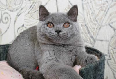 Продам котенка Британская кошка - Россия, Саранск. Котята из питомника Flying Castle (