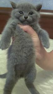 Продам котенка Британская кошка - Россия, Краснодар. Цена 3000 рублей