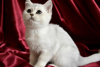 Продам котенка Британская кошка - Россия, Краснодар