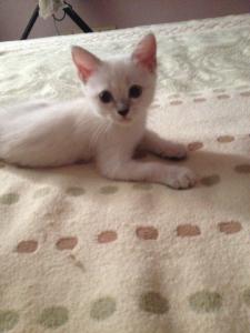 Продам котенка Британская кошка - Россия, Саратов. Цена 300 рублей
