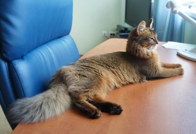 Ищу кота для вязки Сомалийская - Россия, Рязань