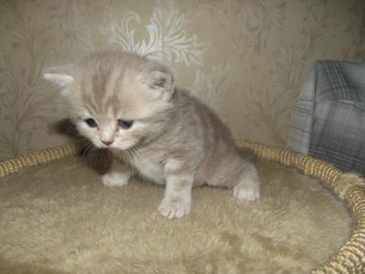 Продам котенка Скотиш страйт, Шотландская - Украина, Мариуполь. Цена 500 гривен