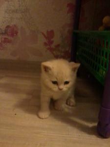 Продам котенка Британская кошка - Беларусь, Гомель. Цена 300 долларов