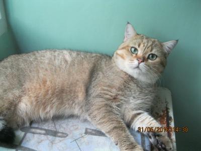 Ищу кошку для вязки Британская кошка - Украина, Кривой Рог. Цена 350 гривен