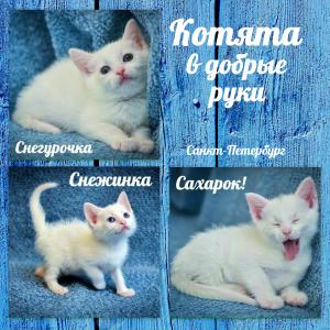 Отдам котят в добрые руки Беспородная - Россия, Санкт-Петербург. Цена 100 рублей