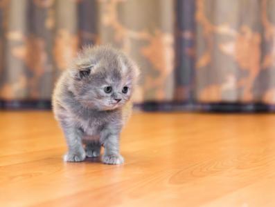 Продам котенка Британская кошка - Украина, Днепропетровск. Цена 650 гривен