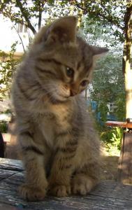 Продам котенка Беспородная - Украина, Днепропетровск