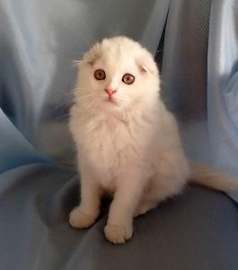 Продам котенка Шотландская вислоухая, Белый хайленд фолд - Россия, Краснодар. Цена 35000 рублей
