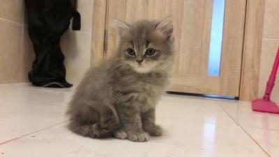 Продам котенка Британская кошка - Россия, Уфа. Цена 1500 рублей