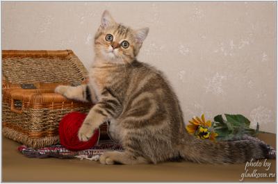 Продам котенка Британская кошка - Россия, Москва. Цена 22000 рублей