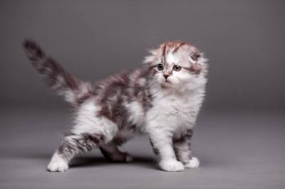 Продам котенка Шотландская вислоухая - Украина, Днепропетровск. Цена 800 долларов