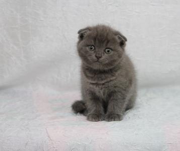 Продам котенка Скотиш фолд - Россия, Краснодар. Цена 4000 рублей