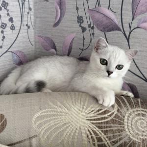 Продам котенка Бомбей - Россия, Москва. Цена 15000 рублей