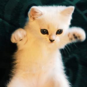 Продам котенка Британская кошка - Россия, Москва. Цена 15000 рублей